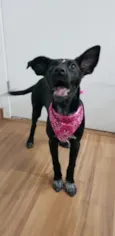 NINA