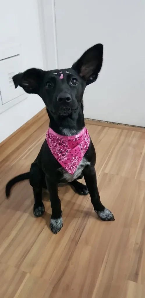 Cachorro ra a SRD idade 2 a 6 meses nome NINA