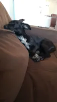 NINA