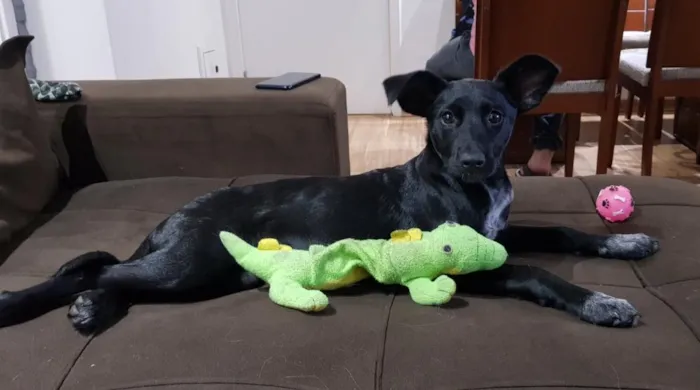 Cachorro ra a SRD idade 2 a 6 meses nome NINA