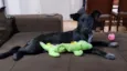 NINA