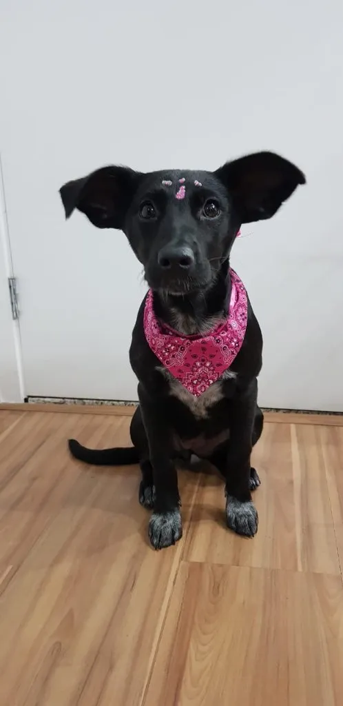 Cachorro ra a SRD idade 2 a 6 meses nome NINA