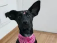 NINA
