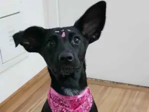 Cachorro raça SRD idade 2 a 6 meses nome NINA