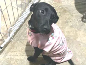 Cachorro raça SRD idade 2 a 6 meses nome Moana