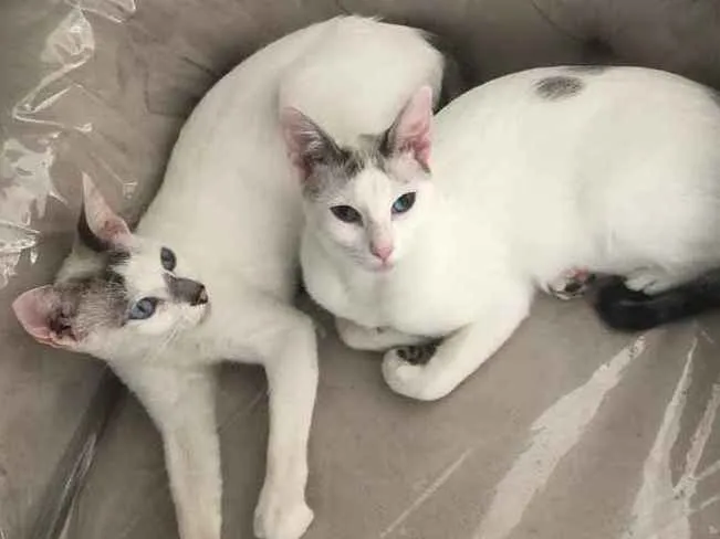 Gato ra a Srd idade 1 ano nome Catarina e Valentina