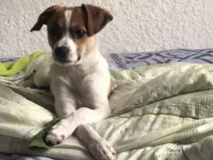Cachorro raça SRD pai é F.paulistinha  idade 2 a 6 meses nome Sem nome 