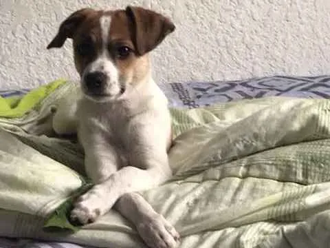 Cachorro ra a SRD pai é F.paulistinha  idade 2 a 6 meses nome Sem nome 
