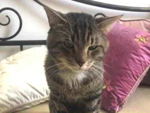 Gato raça Srd idade 1 ano nome Emily e Óliver