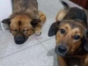 Cachorro raça Chow chow e labrador idade 1 ano nome Maya e July