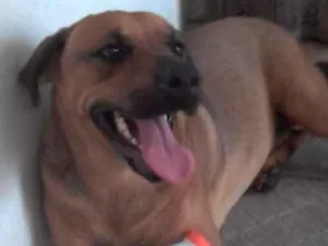 Cachorro raça SRD idade 7 a 11 meses nome BEBEZAO