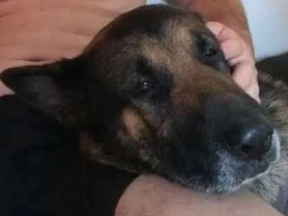 Cachorro raça Pastor alemao idade 2 a 6 meses nome Thor