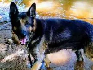 Cachorro raça Pastor alemao idade 2 a 6 meses nome Thor