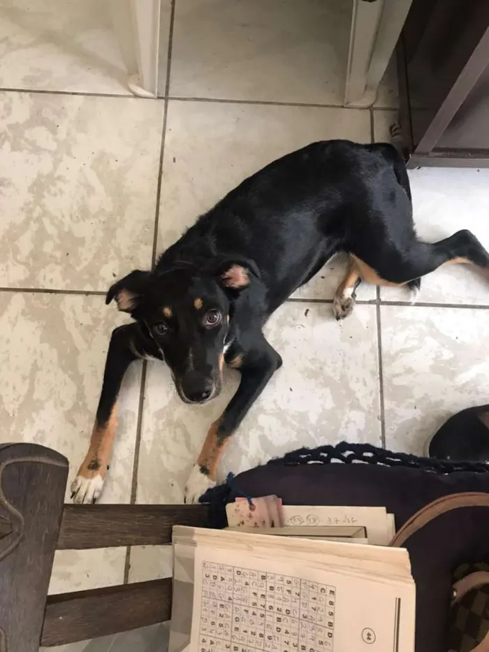 Cachorro ra a vira lata idade 1 ano nome Jujuba