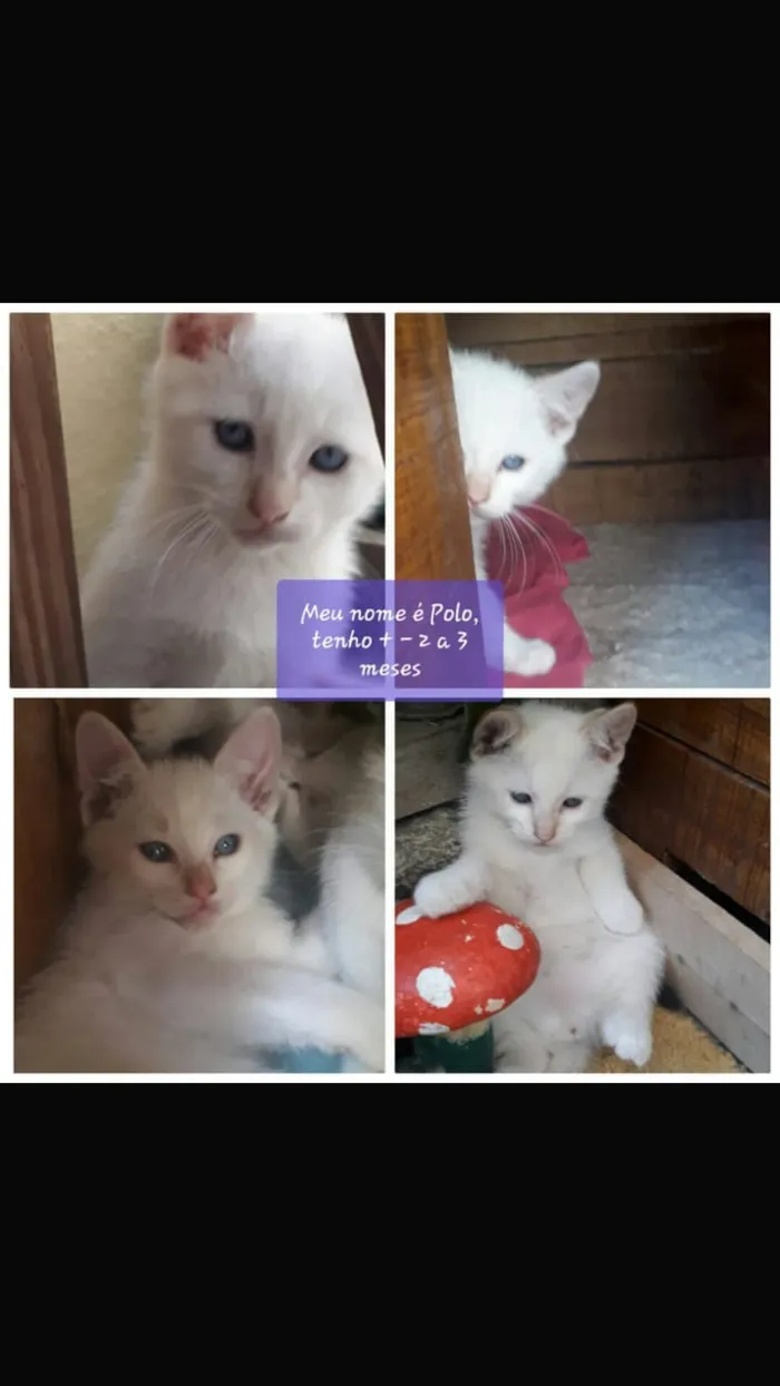 Gato ra a Srd idade 2 a 6 meses nome Polo