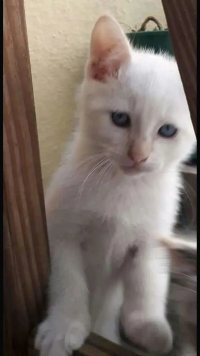 Gato ra a Srd idade 2 a 6 meses nome Polo