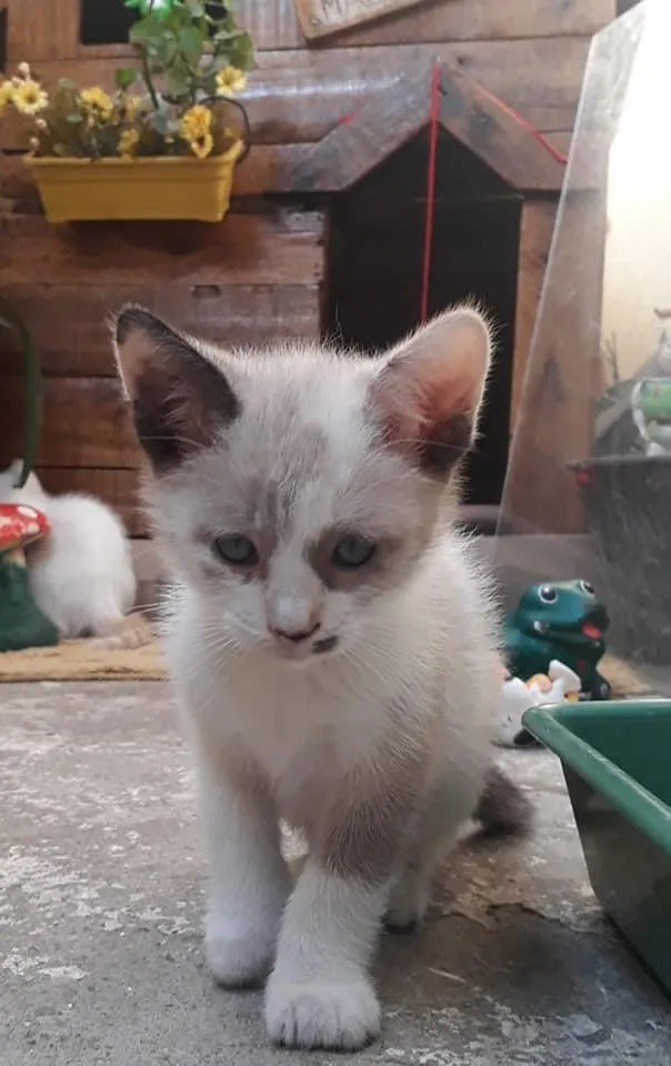 Gato ra a Srd idade 2 a 6 meses nome Lisy