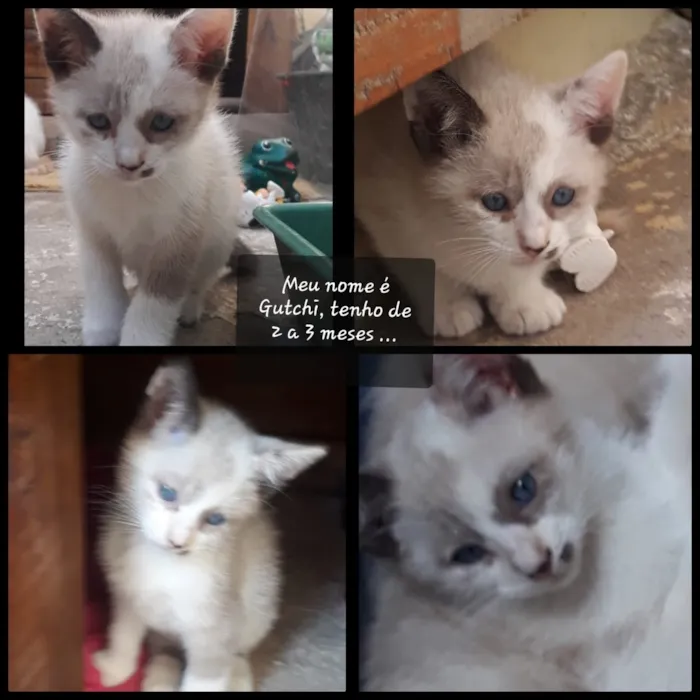 Gato ra a Srd idade 2 a 6 meses nome Lisy