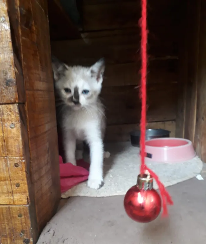 Gato ra a Srd idade 2 a 6 meses nome Cincy