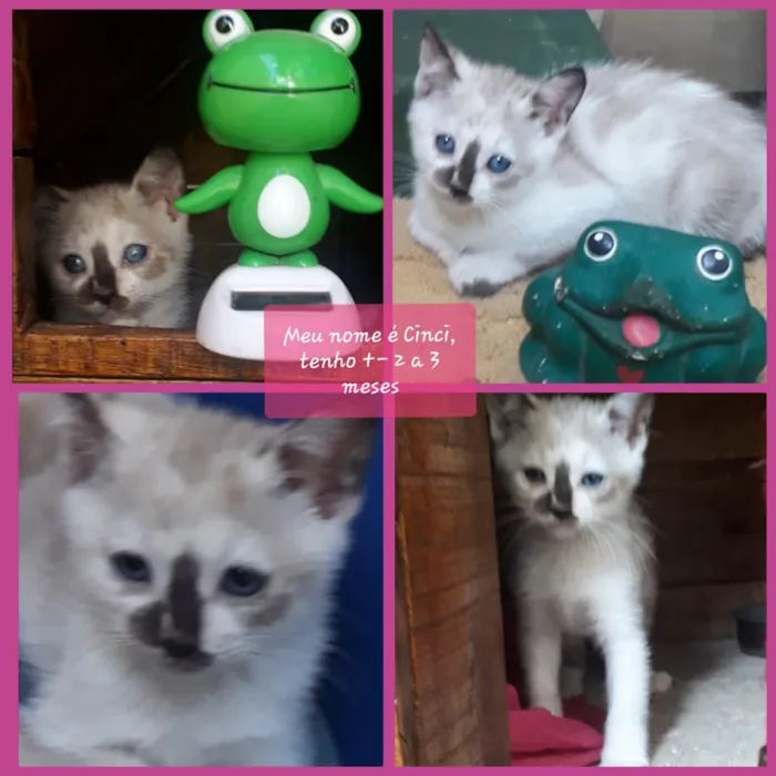 Gato ra a Srd idade 2 a 6 meses nome Cincy