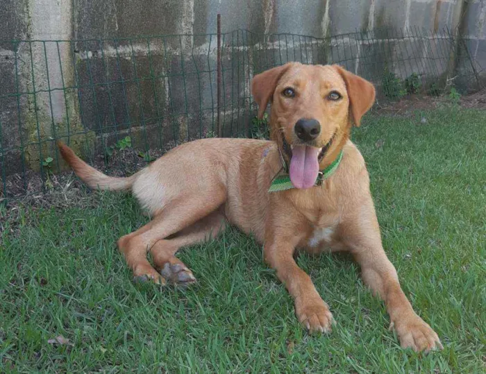 Cachorro raça SRD  idade 2 anos nome Mel