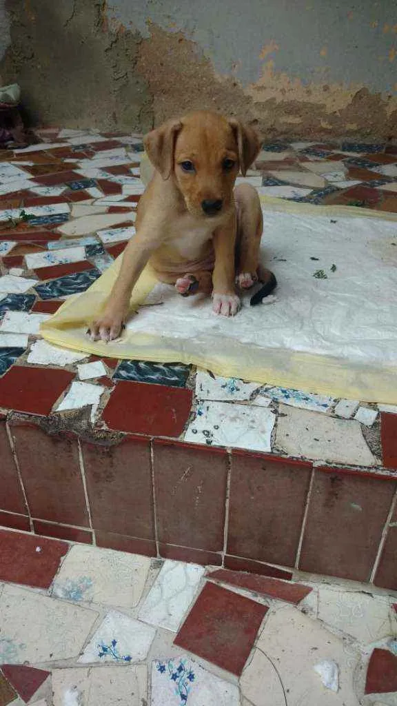 Cachorro ra a Sem raça definida idade 2 a 6 meses nome Zuma
