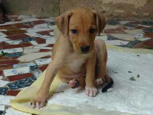 Cachorro ra a Sem raça definida idade 2 a 6 meses nome Zuma