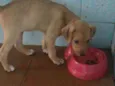 Zuma