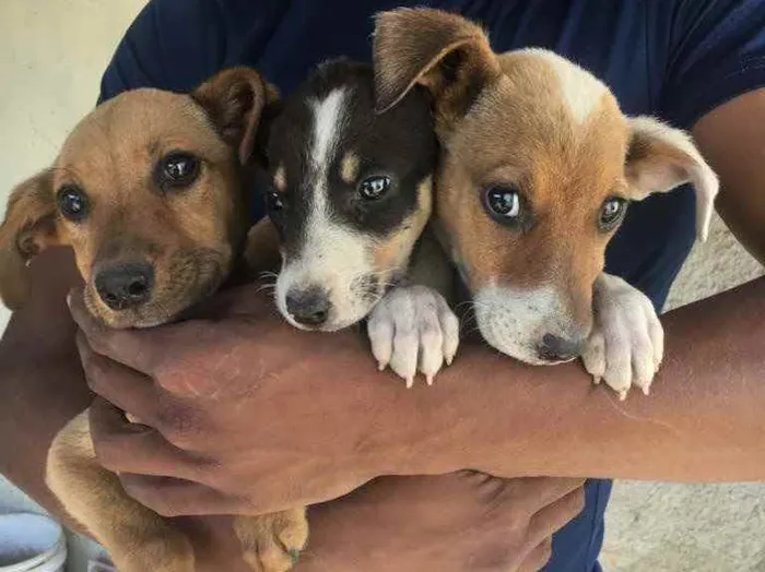 Cachorro ra a Viralata idade 7 a 11 meses nome Não tem nome