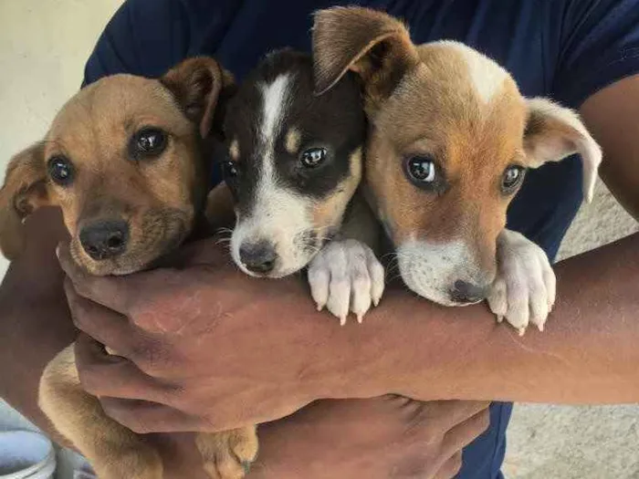 Cachorro ra a Viralata idade 7 a 11 meses nome Não tem nome