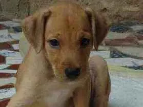 Cachorro raça Sem raça definida idade 2 a 6 meses nome Zuma