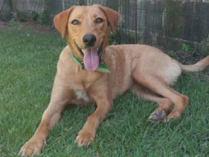 Cachorro raça SRD  idade 2 anos nome Mel