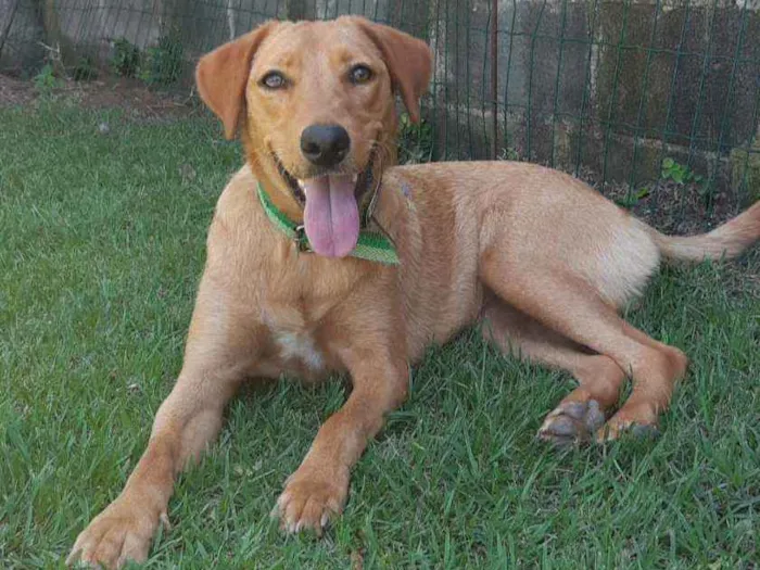 Cachorro raça SRD  idade 2 anos nome Mel