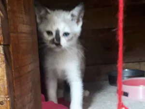 Gato raça Srd idade 2 a 6 meses nome Cincy