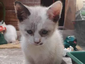 Gato raça Srd idade 2 a 6 meses nome Lisy