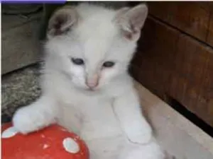Gato raça Srd idade 2 a 6 meses nome Polo