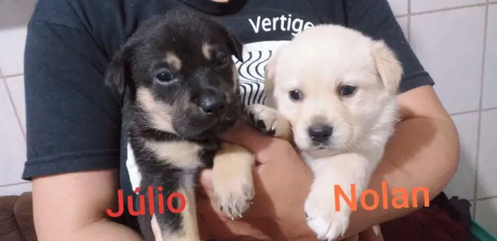 Cachorro ra a SRD idade Abaixo de 2 meses nome Filhotes