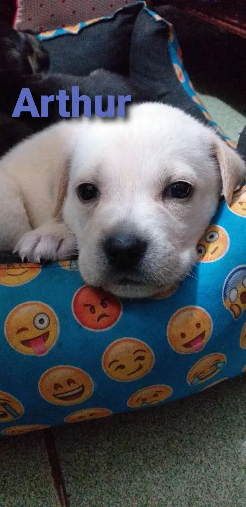 Cachorro ra a SRD idade Abaixo de 2 meses nome Filhotes