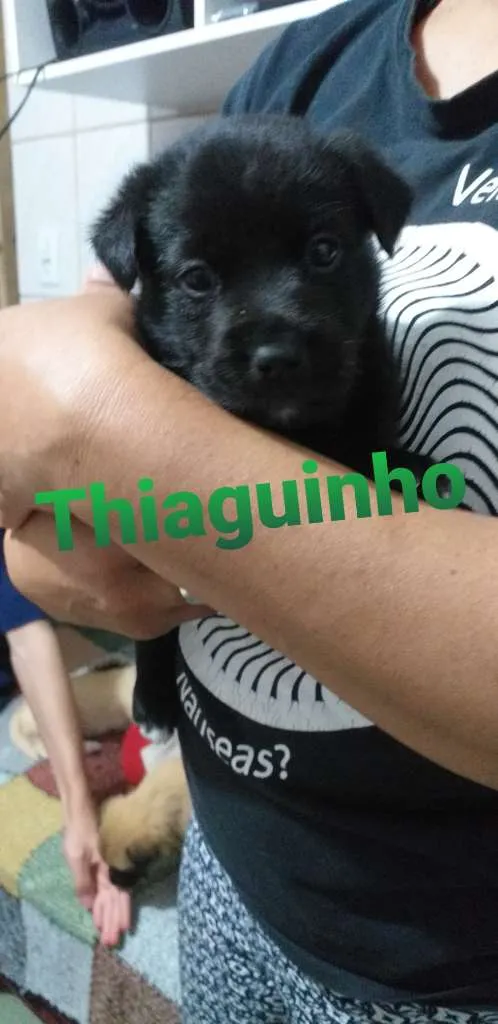 Cachorro ra a SRD idade Abaixo de 2 meses nome Filhotes
