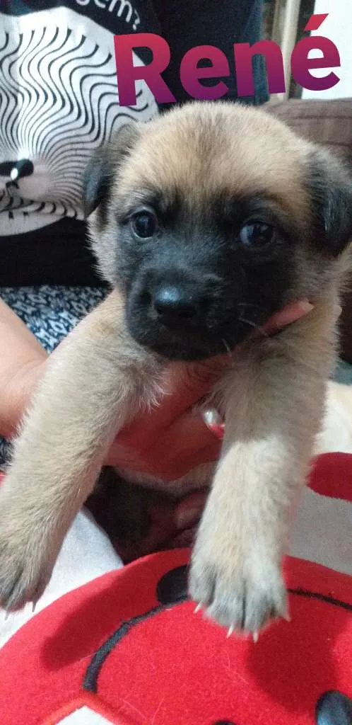 Cachorro ra a SRD idade Abaixo de 2 meses nome Filhotes