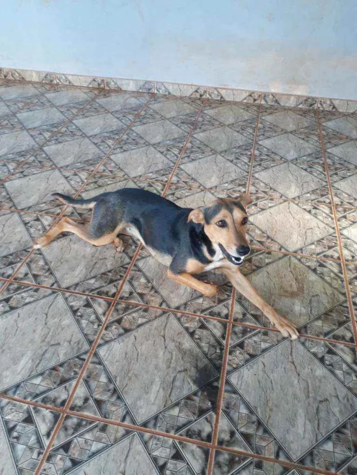 Cachorro ra a Vira-lata idade 1 ano nome Lisa