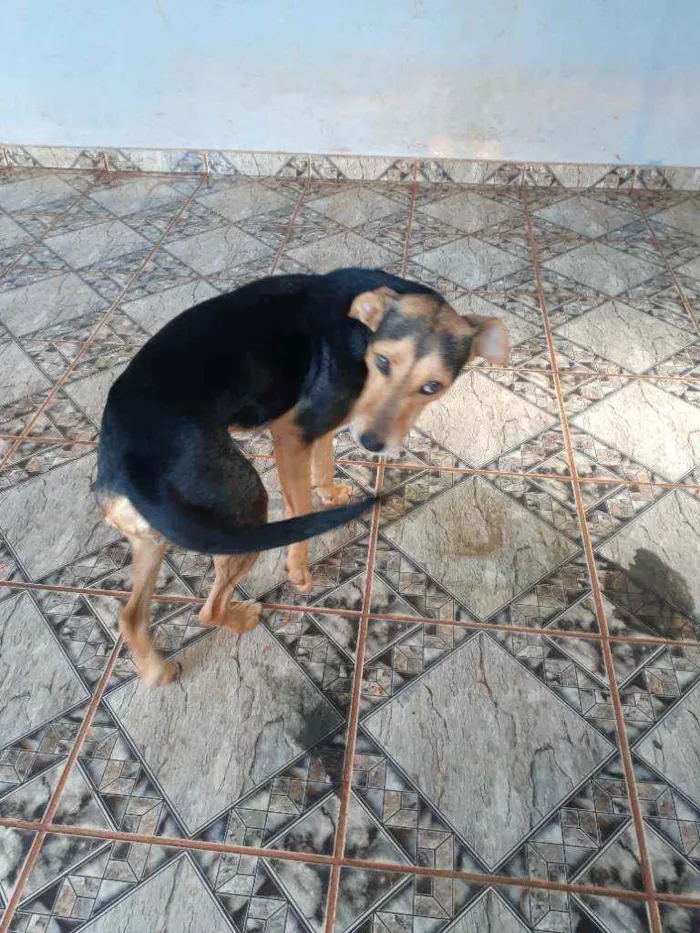 Cachorro ra a Vira-lata idade 1 ano nome Lisa