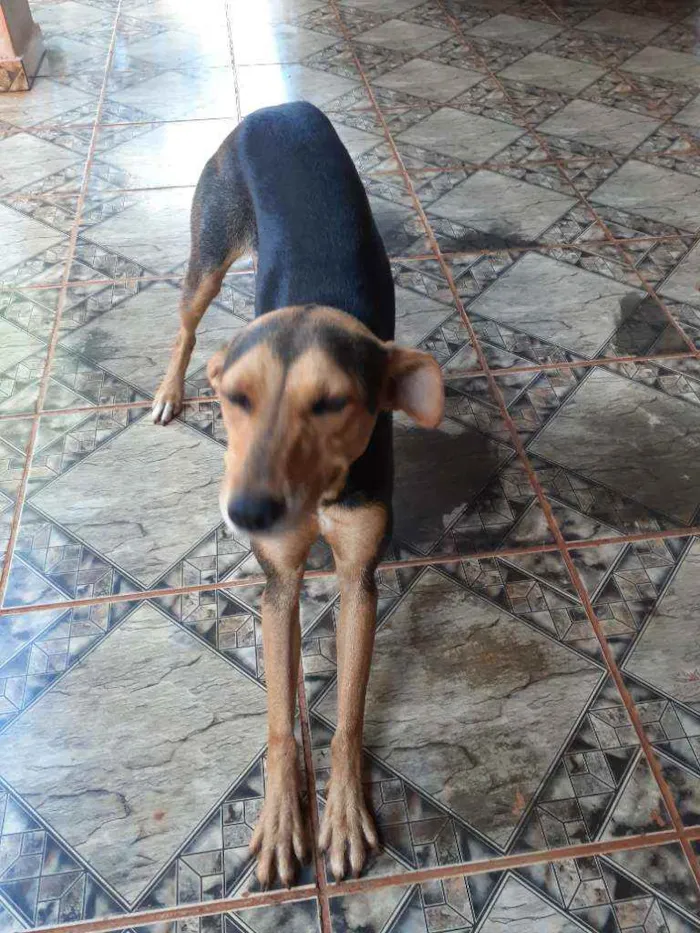 Cachorro ra a Vira-lata idade 1 ano nome Lisa