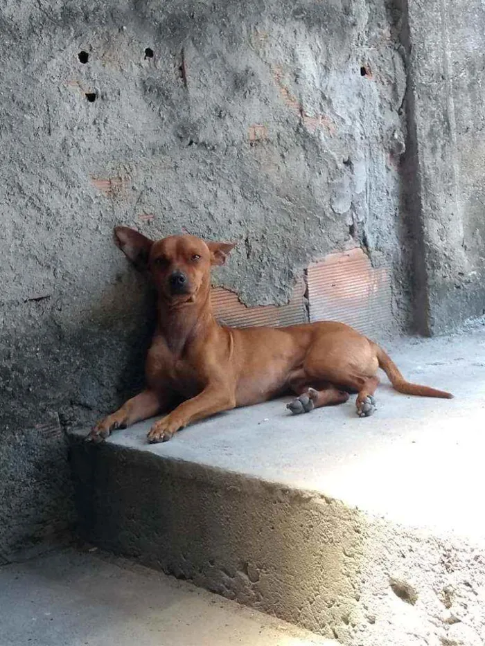 Cachorro ra a Pinscher com Dachshund idade 6 ou mais anos nome Toty