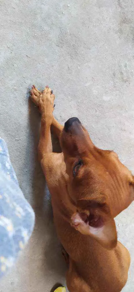 Cachorro ra a Pinscher com Dachshund idade 6 ou mais anos nome Toty