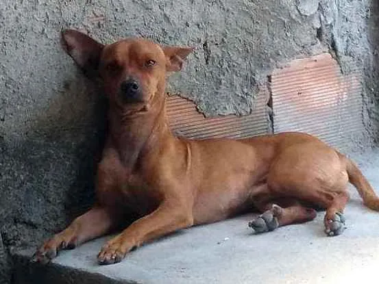 Cachorro ra a Pinscher com Dachshund idade 6 ou mais anos nome Toty