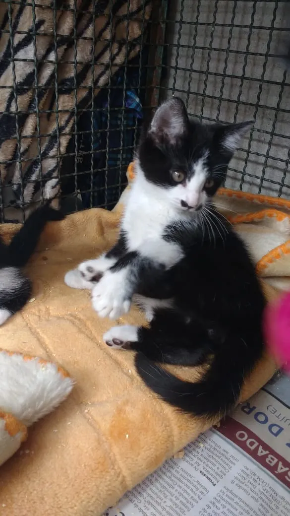 Gato ra a Srd idade Abaixo de 2 meses nome Yuri