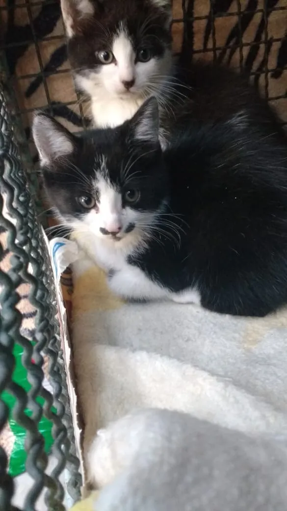Gato ra a Srd idade Abaixo de 2 meses nome Yuri
