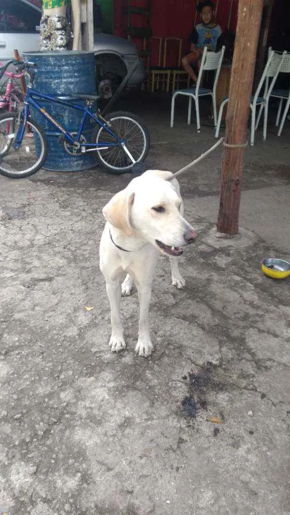 Cachorro ra a Labrador  idade 1 ano nome Não sei