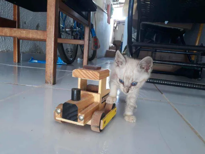 Gato raça Vira lata idade 2 a 6 meses nome Ainda não tem nome 
